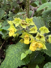 Calceolaria perfoliata