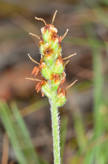 Plantago hispida