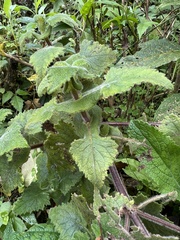 Calceolaria perfoliata