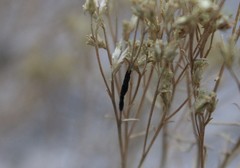 Asteromyia gutierreziae