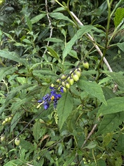 Monnina tenuifolia