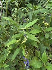 Monnina tenuifolia