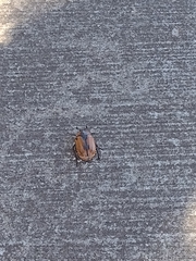 Chondropyga dorsalis