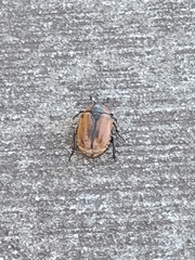 Chondropyga dorsalis