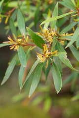 Persoonia silvatica