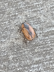 Chondropyga dorsalis