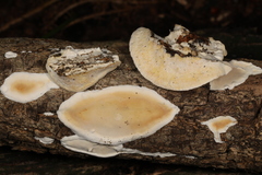 Skeletocutis semipileata