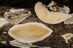 Skeletocutis semipileata