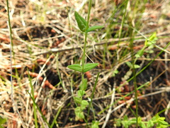 Hypericum gymnanthum