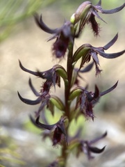 Genoplesium simulans