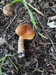 Lactarius luculentus