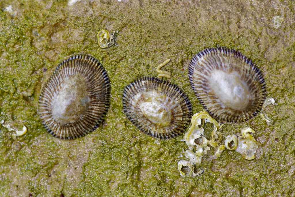Siphonariida