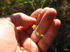 Hypericum gymnanthum