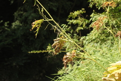 Delphinium schmalhausenii