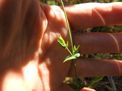 Hypericum gymnanthum