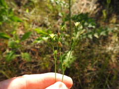 Hypericum gymnanthum