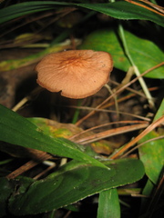 Marasmius cladophyllus