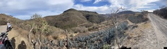 Agave tequilana