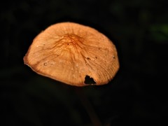 Marasmius cladophyllus