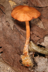 Lactarius subserifluus