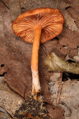 Lactarius subserifluus