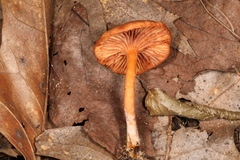 Lactarius subserifluus