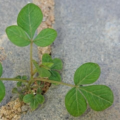 Cleome rutidosperma