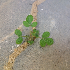 Cleome rutidosperma