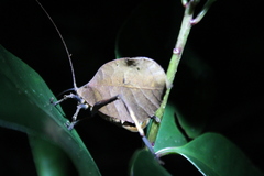 Mimetica