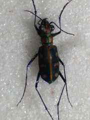 Cosmodela aurulenta