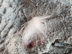Barringtonia asiatica