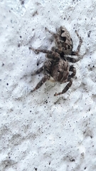 Sumampattus quinqueradiatus