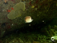 Chaetodon assarius