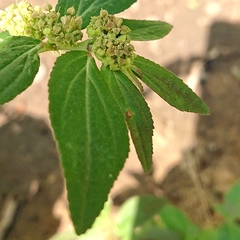 Euphorbia hirta