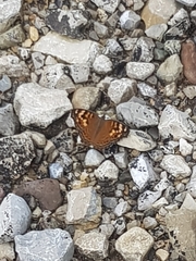 Junonia erigone