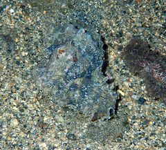 Phyllonotus pomum