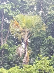 Borassus flabellifer