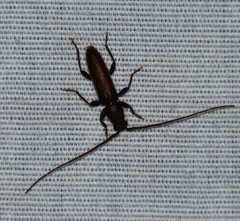 Geropa concolor