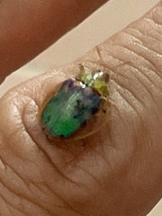 Eurypepla brevilineata