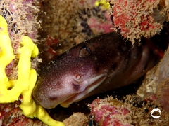 Aulohalaelurus labiosus