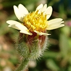 Tridax procumbens