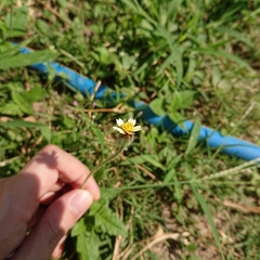 Tridax procumbens
