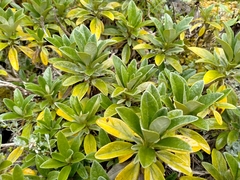 Brachyglottis revoluta