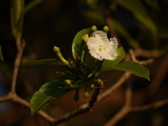 Tabernaemontana alternifolia