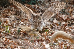 Accipiter cooperii