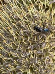 Hylaeus alcyoneus