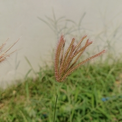 Chloris barbata