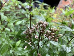 Eupatorium fortunei