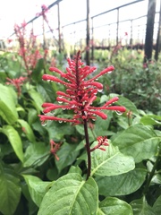 Odontonema cuspidatum