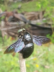 Xylocopa perforator
